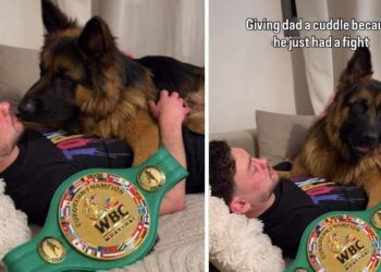Dog Knows Dad’s in Pain After Winning Fight, Comforts Him With Cuddles