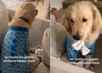 Video: Owners Find Golden Retriever’s ‘Hidden Stash’