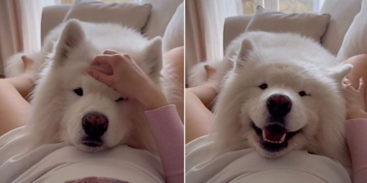 Samoyed’s Reaction To Feeling Baby’s Kick First Time Is Priceless