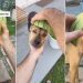 Rescue Dog Isn’t Thrilled About the Watermelon Helmet Dad Made for Him