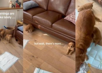 Golden Retriever Puppies Keep Popping up From Under a Couch