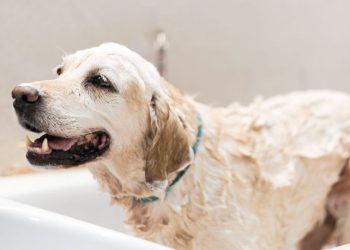 Golden Retriever Dumps Random Things in the Tub To Disrupt Mom’s Baths