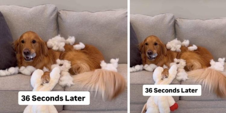 Video: Owner Shows What Dog Does to New Toy in Seconds