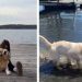 Video: Owner Documents Dog & Puppy’s Lake Day Adventures