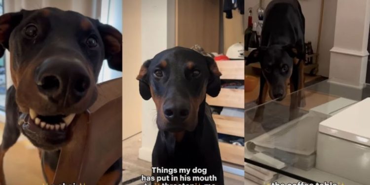Video: Dog ‘Threatens’ Owner by Putting Random Things in His Mouth