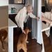 Dog Lets Grandma Know Exactly What She’s Unhappy About During Visit