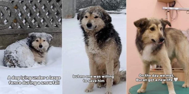 Stray Dog Rescued From Snowstorm After Chance Encounter Finds a Family
