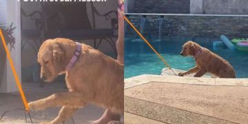 Golden Retriever Puppy Gets First Surf Lesson but in the Swimming Pool
