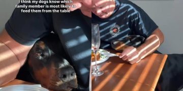 Dogs Know Grandpa Can’t Resist Sneaking Them Food From Dinner Table