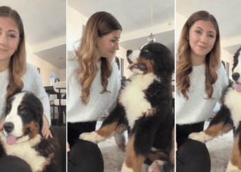 Dog Is Glued to Mom at All Times Because That’s Their New Normal Now