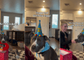 Dog’s Birthday Surprise From Mom & Dad Has All the Toys He Ever Wanted