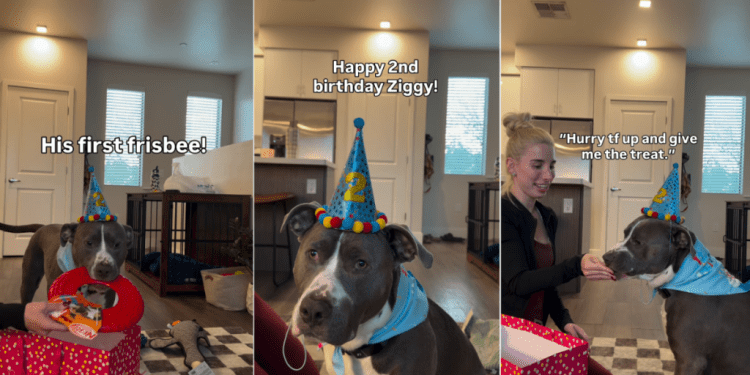 Dog’s Birthday Surprise From Mom & Dad Has All the Toys He Ever Wanted