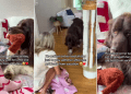 Dog Stays in Bed With Little Girl After She Returns Home From Vacation