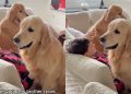 Dog’s Jealous of Furry Sibling Getting ‘Scritchies’ From Brother