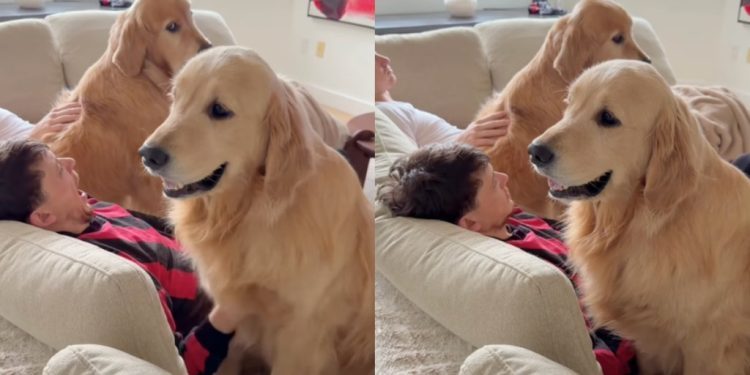 Dog’s Jealous of Furry Sibling Getting ‘Scritchies’ From Brother