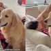 Dog’s Jealous of Furry Sibling Getting ‘Scritchies’ From Brother