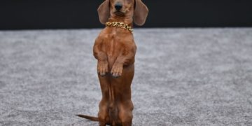 ‘Beef’ Star Dachshund Jones Makes Red Carpet Debut at Premiere