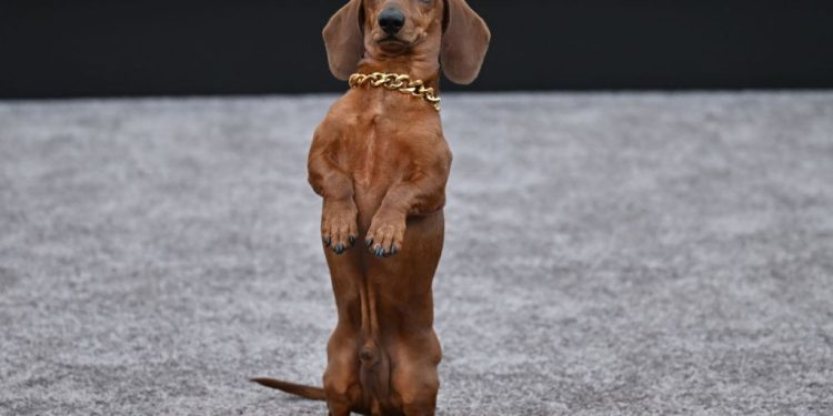 ‘Beef’ Star Dachshund Jones Makes Red Carpet Debut at Premiere