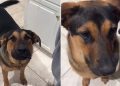 Dog Protests With Barks When Mom Says He Can’t Eat Raw Banana Bread