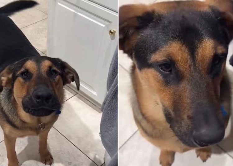 Dog Protests With Barks When Mom Says He Can’t Eat Raw Banana Bread