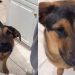 Dog Protests With Barks When Mom Says He Can’t Eat Raw Banana Bread
