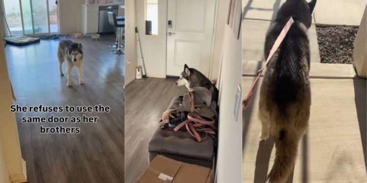 Dog Demands Her Own ‘Special Girl’ Door, Leaves Mom With No Choice