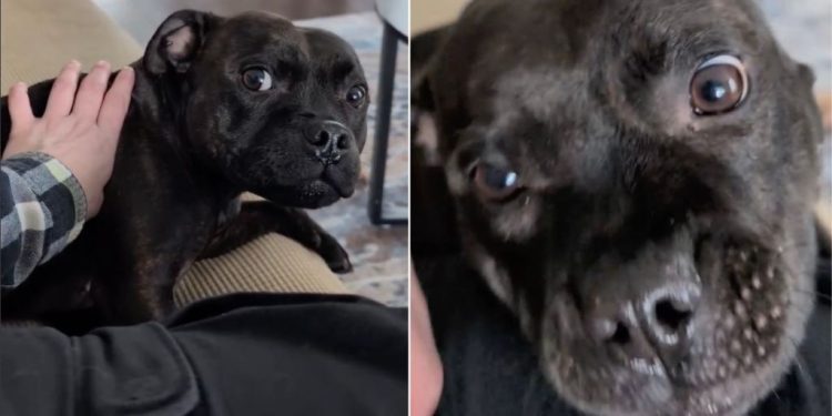 Dog Gets Grumpy When Mom Doesn’t Let Her Into Her Personal Space