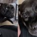 Dog Gets Grumpy When Mom Doesn’t Let Her Into Her Personal Space
