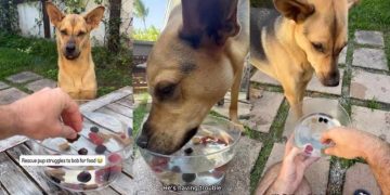 Rescue Dog’s First Time Trying To Bob for Food Doesn’t Go as Planned