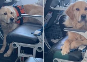 Golden Retriever Is Too Big for One Flight Seat, So He Gets Two